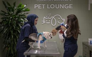 Turkish Airlines expands pet comfort at Istanbul Airport