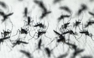 Mosquitoes prefer some people over others