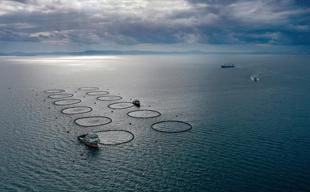 Türkiye’s fishery production rises 11 percent in 2025