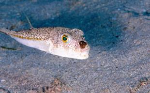 Invasive species become permanent residents in Mediterranean