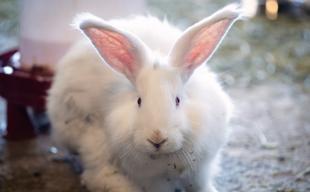 Protected Angora rabbits receive special care in Ankara
