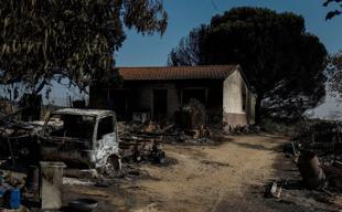 Livestock farmers fear for their livelihoods as wildfires ravage Spain