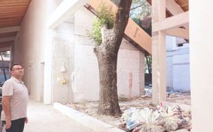 Bursa school design altered to save trees