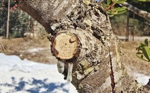 11-year wait ends for first mastic harvest in Muğla
