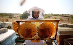 Türkiye aims for top spot in honey production
