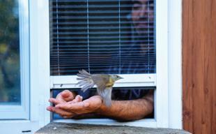 Migratory birds find a vital stopover in Istanbul
