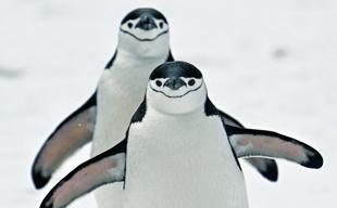 Climate change strips island’s title of largest penguin colony