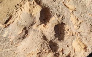 4,000-year-old dog paw prints found at Kütahya’s Tavşanlı Mound