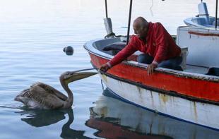 Pelican ‘Suzi’ becomes regular at Hatay fishing shelter