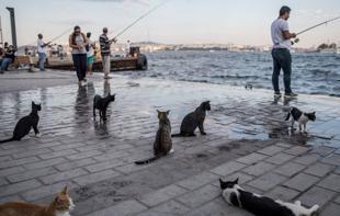 Cats meow more frequently to male owners, Turkish study finds
