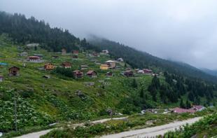 Black Sea steps up forest renewal as climate change hits iconic woodlands