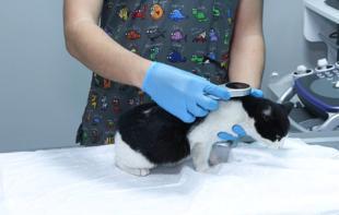 Pet owners to face fines as microchipping deadline approaches