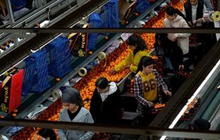 Türkiye sets all-time mandarin export record