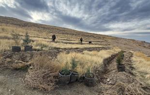 Afforestation drive launched in Iğdır to tackle Türkiye’s worst air pollution