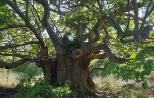 Türkiye protects 10,503 monumental trees and 319 caves nationwide