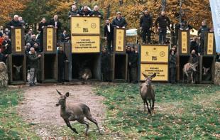 Endangered red deer bred in Istanbul as part of conservation drive