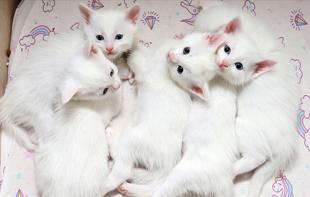 Protected Van cats give birth to 120 kittens this year