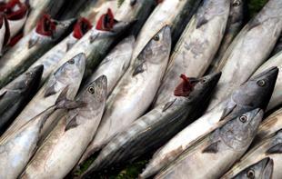 Türkiye hits all-time high in fisheries production