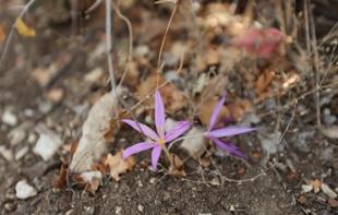 Ancient cities in Antalya showcase rare endemic plants to visitors