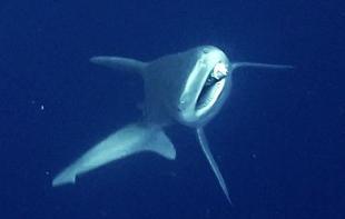 Industrial divers free shark entangled in fishing gear off Antalya