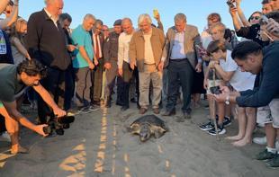 Sea turtle conservation efforts bear fruit at key nesting beach in Muğla