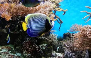 High Seas Treaty enters into force with Türkiye among parties