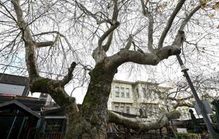 Istanbul’s monumental trees stand through centuries