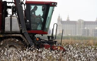 Weather disruptions weigh on cotton as hazelnuts benefit