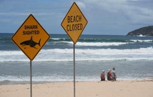 Shark bites surfer in Australian states fourth attack in 48 hours