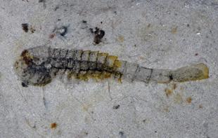 Extraordinary trove of ancient species found in China quarry