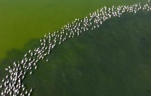 Flamingos return to Tuzla Palas Lake after decades