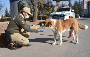 Türkiye collects 75 pct of stray animals, minister says