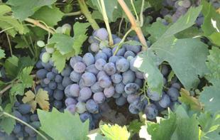 Erzincan’s tulum cheese, Cimin grape enter global Ark of Taste