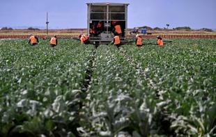 Iran war drives food price pressures in Türkiye and globally