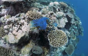 Türkiye launches coral restoration project in Marmara Sea