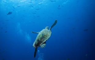 Ocean temperatures near record high in March: Monitor