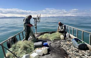 Fishermen cast final nets in Van Lake ahead of seasonal fishing ban