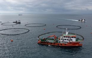 Türkiye targets $2.5 billion in seafood exports for 2026