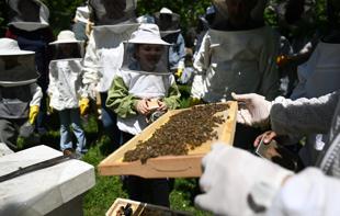 Nature enthusiasts explore bees world