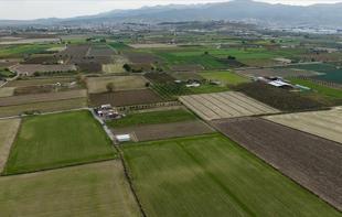 Rains boost Türkiye’s grain output but hurt fruit, vegetable quality