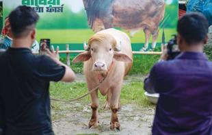 ‘Trump’ buffalo spared sacrifice, sent to Bangladesh national zoo