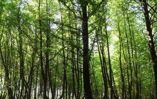 Istanbul bans entry to forests during wildfire season