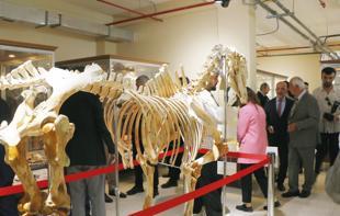 Zoology Museum reopens to visitors