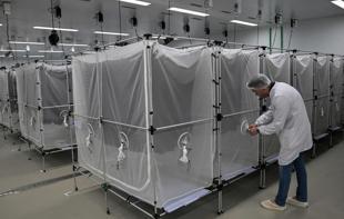 Brazil suspends dengue vaccine following two deaths
