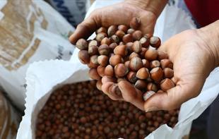 Türkiye’s hazelnut exports reach $1.2 billion in five months