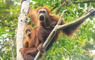 Climate change-fuelled storm decimated worlds rarest great ape: Study