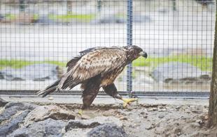More than 2,200 rehabilitated wild animals returned to nature