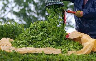 Turkish tea exports exceed $17.5 mln in first half