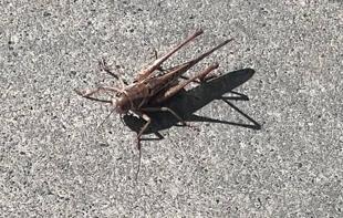 Giant grasshoppers swarm several Istanbul districts