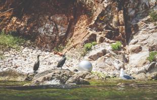 Seagulls mistake styrofoam for food in the Marmara Sea